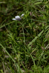 Linum tenuifolium