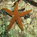Uniophora nuda - Photo (c) seaborn, algunos derechos reservados (CC BY-NC)