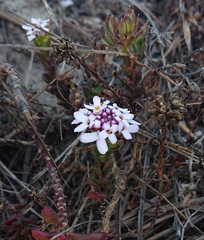 Iberis procumbens