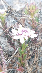 Iberis procumbens