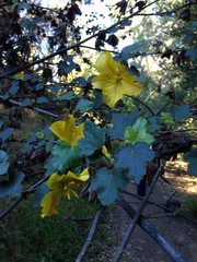 Fremontodendron