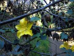 Fremontodendron