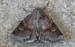 Oligia minuscula