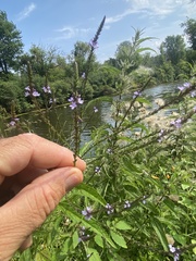 Verbena × engelmannii
