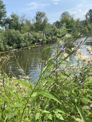 Verbena × engelmannii