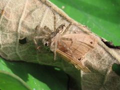 Cissia pompilia
