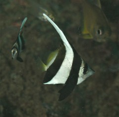 Heniochus diphreutes