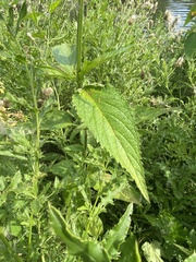 Verbena × engelmannii