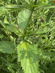 Verbena × engelmannii