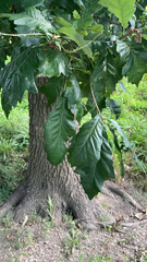 Quercus bicolor