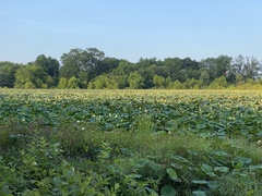 Nelumbo lutea
