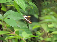 Adelpha fessonia
