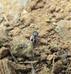 Geocoris pallens