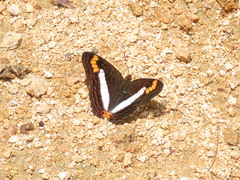 Adelpha fessonia