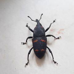 Cactophagus spinolae