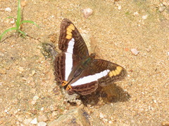Adelpha fessonia