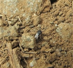 Geocoris pallens