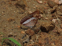 Adelpha iphicleola