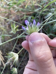 Bituminaria