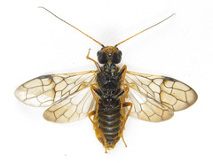Cephalcia abietis