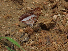 Adelpha iphicleola