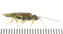 Cephalcia abietis