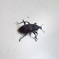 Cactophagus spinolae