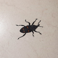 Cactophagus spinolae