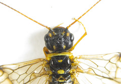 Cephalcia abietis
