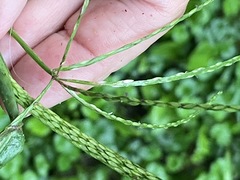 Digitaria sanguinalis