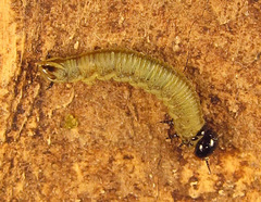 Cephalcia abietis