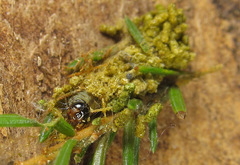 Cephalcia abietis