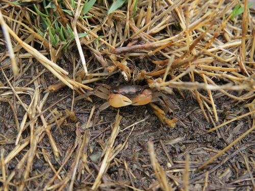 Helograpsus haswellianus