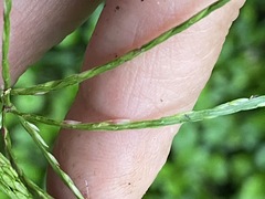 Digitaria sanguinalis