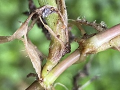 Digitaria sanguinalis