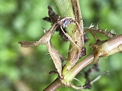 Digitaria sanguinalis