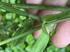 Digitaria sanguinalis