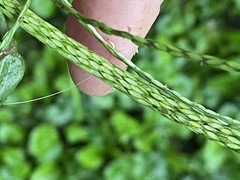 Digitaria sanguinalis