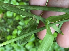 Digitaria sanguinalis