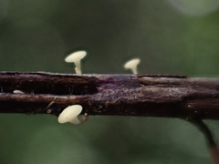 Hymenoscyphus dearnessii