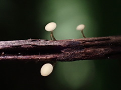 Hymenoscyphus dearnessii