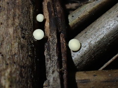 Hymenoscyphus dearnessii