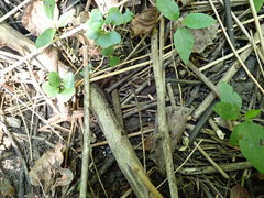 Hymenoscyphus dearnessii