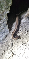 Californiulus yosemitensis