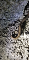 Californiulus yosemitensis