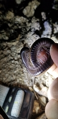 Californiulus yosemitensis