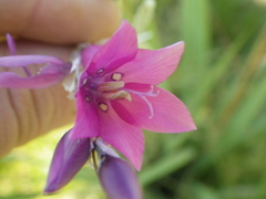 Dierama pendulum