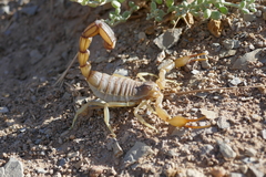 Androctonus amoreuxi