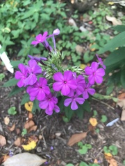 Phlox amoena