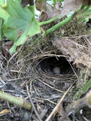 Cistothorus stellaris